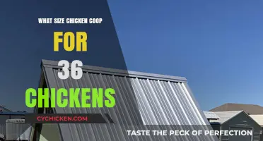 Optimal Coop Size for a Flock of 36 Chickens: A Guide