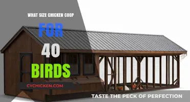 Optimal Coop Size for a Flock of 40: Comfort and Productivity
