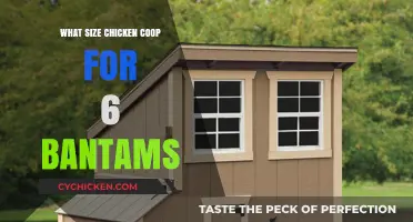 Cozy Quarters: Ideal Coop Size for a Half-Dozen Bantams