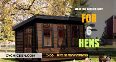 Optimal Coop Size for Six Hens: A Guide to Happy Chickens