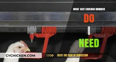 Choosing the Right Chicken Drinker Size for Your Flock's Needs