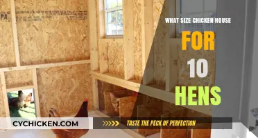 Choosing the Right Chicken House Size for Your 10 Hens
