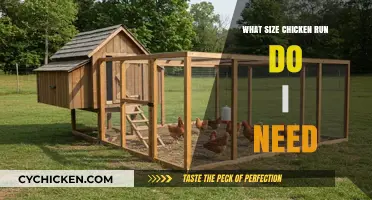 Choosing the Right Chicken Run Size for Your Flock's Needs