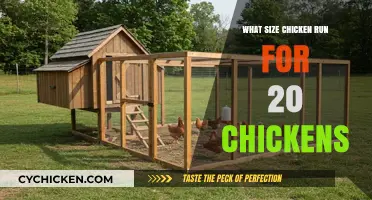 Optimal Chicken Run Size for 20 Chickens: A Comprehensive Guide