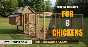 Ideal Chicken Run Size: Spacious Enclosure for 6 Happy Hens