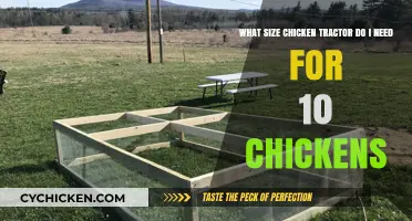 Chicken Tractor Sizing: How Big for Ten Chickens?