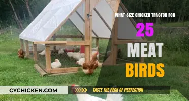 Choosing the Right Chicken Tractor Size for 25 Meat Birds