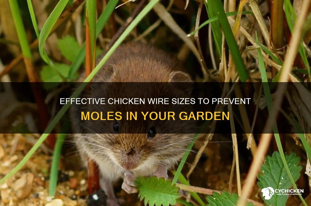 what size chicken wire to keep moles out