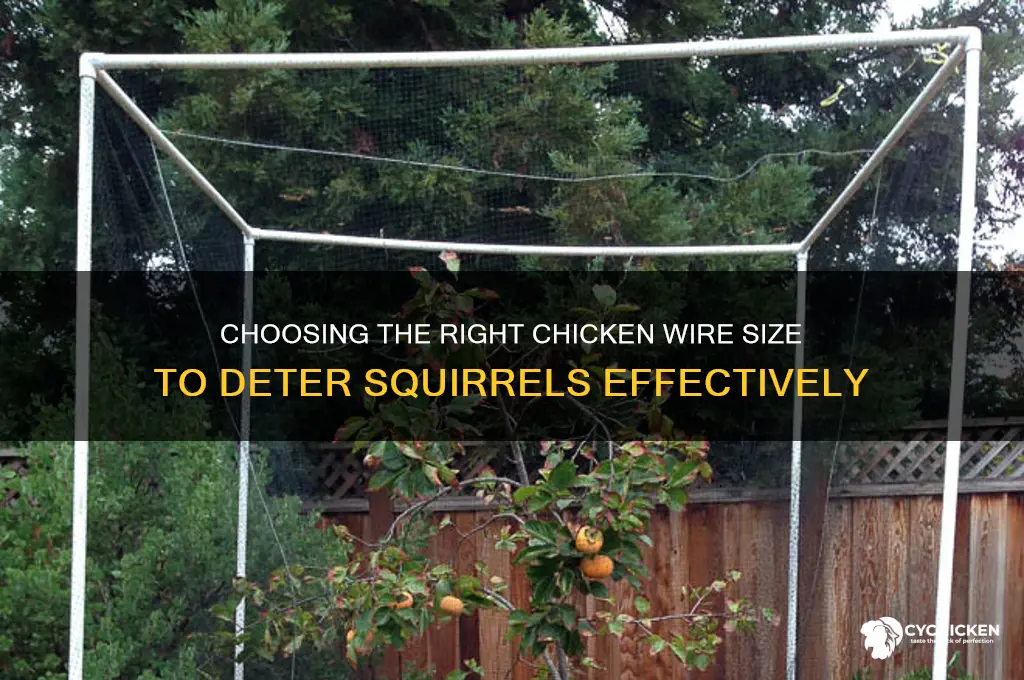 what size chicken wire to keep squirrels out