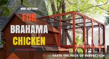 Optimal Coop Size for Brahama Chickens: A Comprehensive Guide