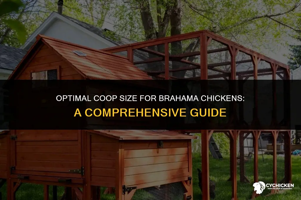 what size coop for brahama chicken