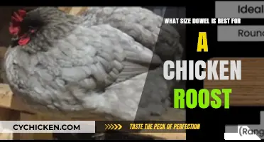 Best Dowel Size for Chicken Roost Comfort and Health