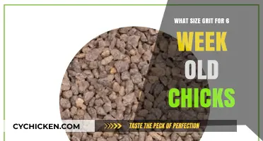 Choosing the Right Grit Size for Your 6-Week-Old Chicks