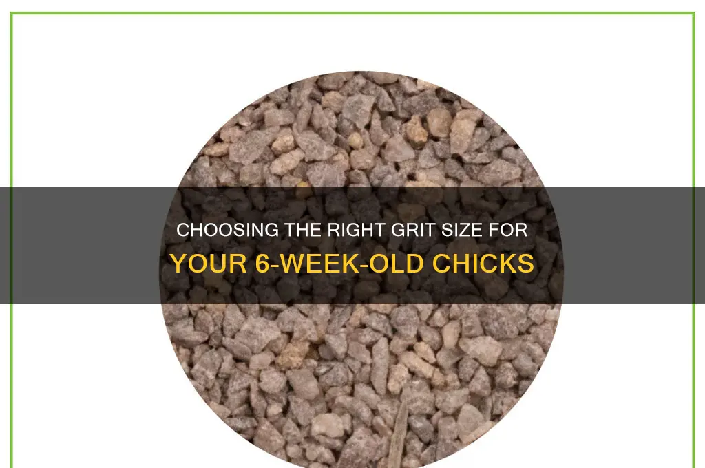 what size grit for 6 week old chicks