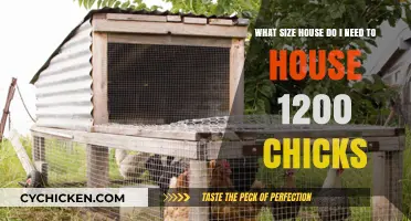 Spacious Housing for 1200 Chicks: How Big of a Coop?
