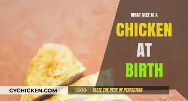Tiny Beginnings: Exploring the Size of Newborn Chickens