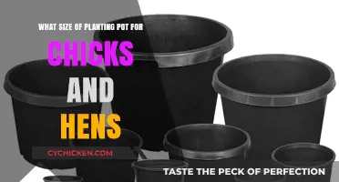 Choosing the Perfect Planting Pot Size for Chicks and Hens