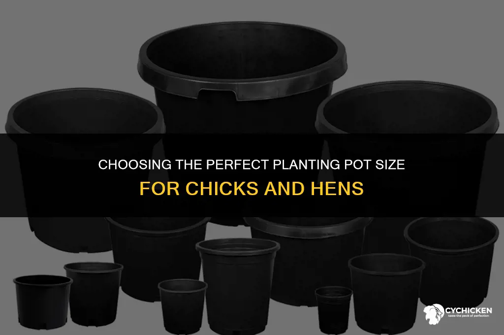 what size of planting pot for chicks and hens