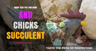 Choosing the Perfect Pot Size for Hens and Chicks Succulents