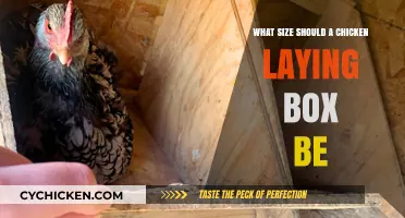 Optimal Chicken Nesting Box Size for Happy, Healthy Egg Layers