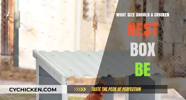 Ideal Chicken Nest Box Size: A Guide for Happy Hens