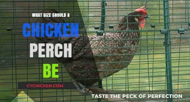 Optimal Chicken Perch Size: A Guide for Happy, Healthy Hens