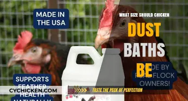 Optimal Chicken Dust Bath Size: A Guide for Happy, Healthy Hens