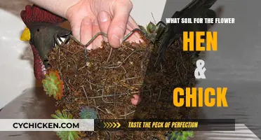 Best Soil for Hen & Chick Flowers: A Complete Guide