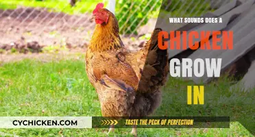 Understanding the Unique Sounds Chickens Make as They Grow