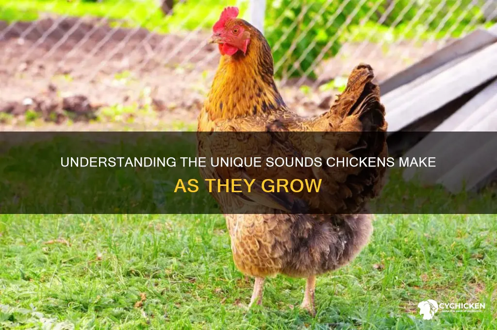 what sounds does a chicken grow in