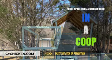 Cozy Quarters: Calculating the Ideal Space for Your Coop's Chickens