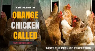 Unveiling the Truth: What Species is the Orange Chicken Called?