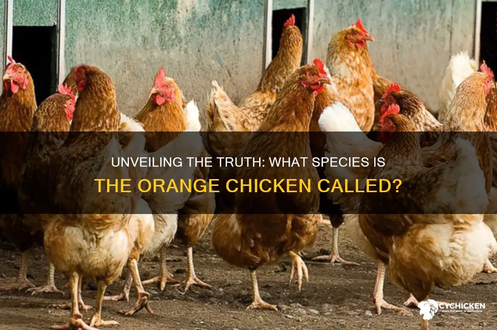 what species is the orange chicken called