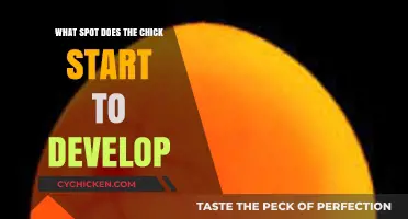 Where Life Begins: The Chick's Developmental Starting Point Explained