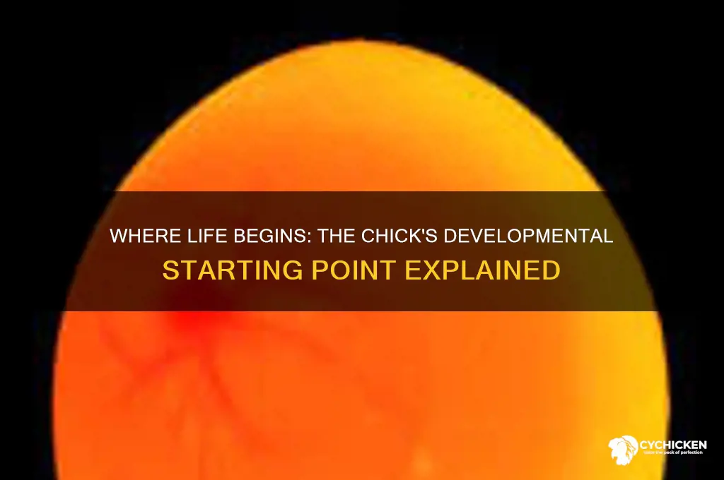 what spot does the chick start to develop