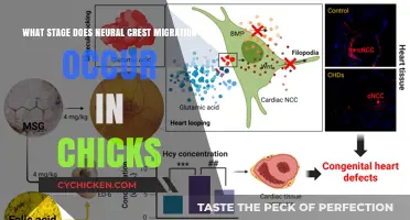 Neural Crest Migration in Chick Embryos: A Critical Stage