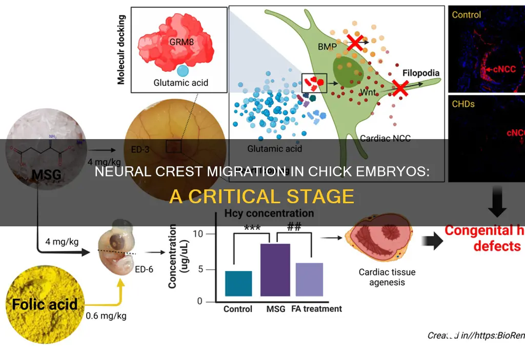 what stage does neural crest migration occur in chicks