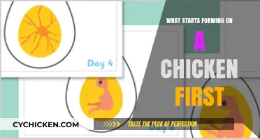 What Develops First in Chickens? Uncovering the Initial Formation Stages
