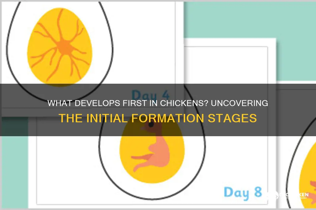 what starts forming on a chicken first