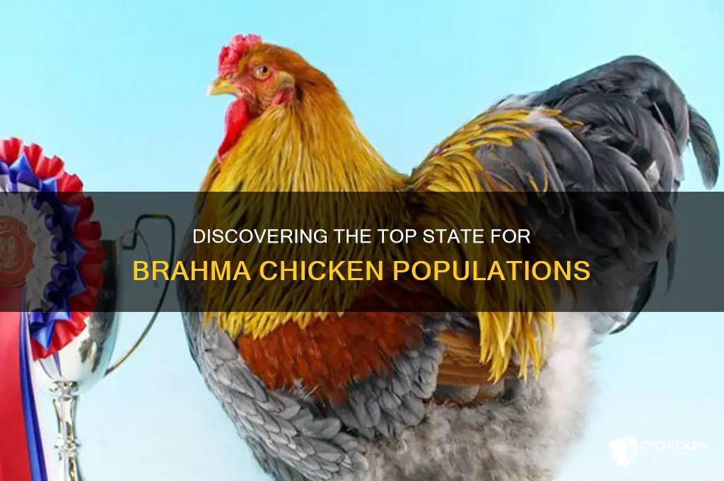 what state has the most brahma chicken