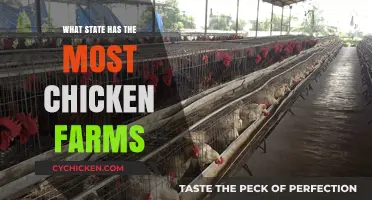 Top Chicken Farming States: Which One Leads the Flock?