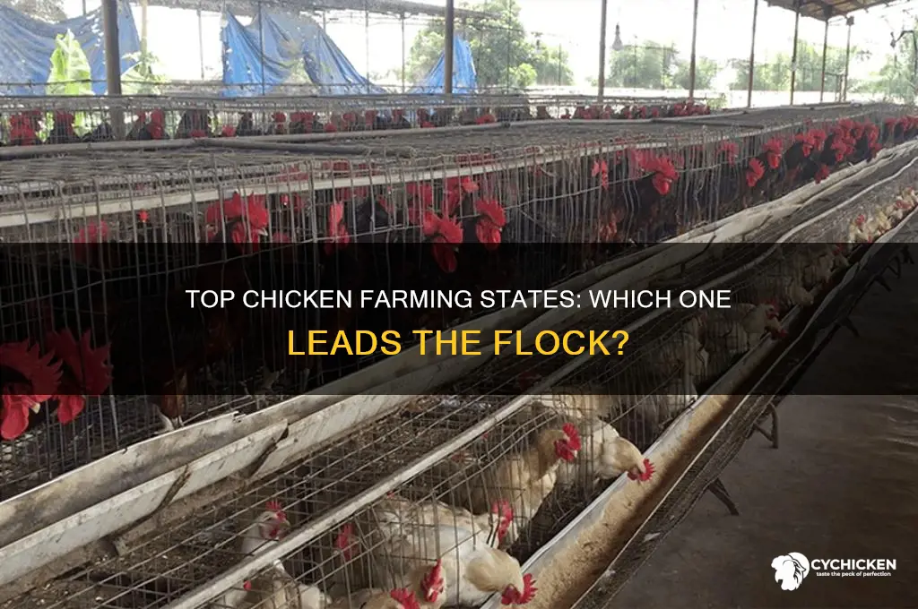 what state has the most chicken farms