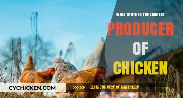 Clucking Champions: Which State Tops Chicken Production in the U.S.?