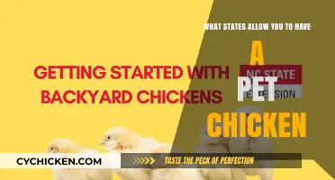 Which States Let You Keep Pet Chickens?