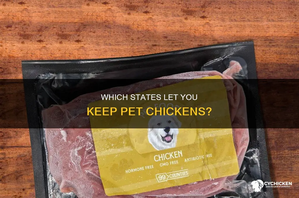 what states allow you to have a pet chicken