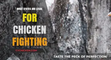 Legal States for Chicken Fighting: Where It’s Allowed and Why