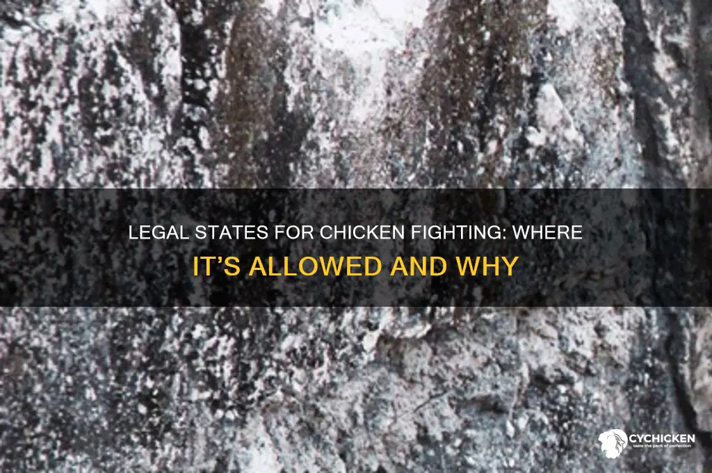what states are legal for chicken fighting