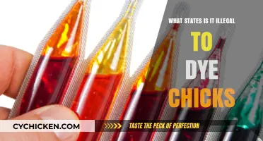 Illegal Chick Dyeing: Which States Ban This Easter Tradition?