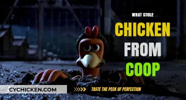 The Great Escape: Unraveling the Mystery of the Missing Coop Chicken