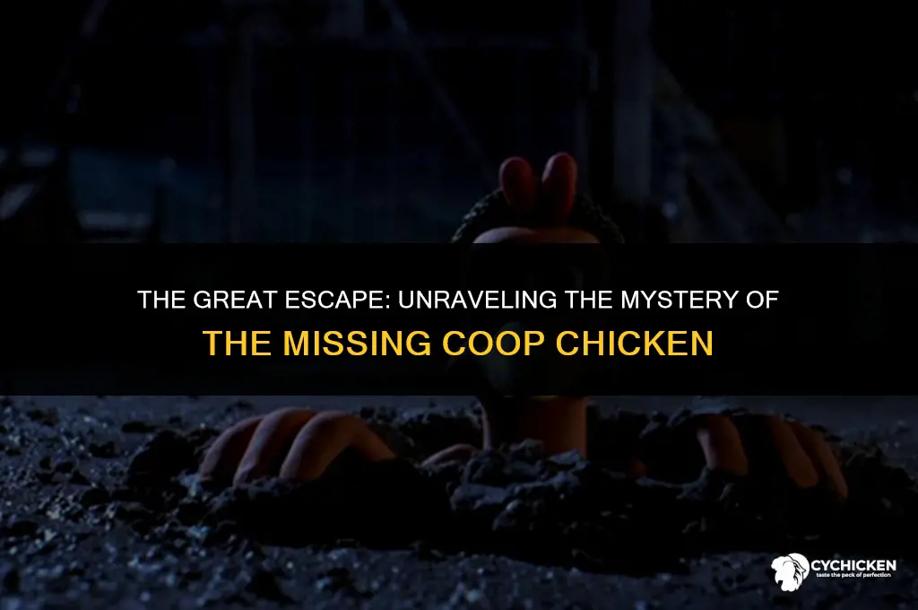 what stole chicken from coop